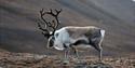 Male reindeer with antlers in the fall.