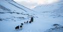 A person riding a dog sled in a valley