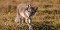 A arctic fox in the grass looking in the camera.