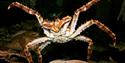 A king crab under water, with additional crabs and starfish in the background