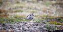© Visit Svalbard