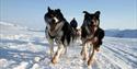A dog sled team with a musher travels across the snowy tundra. The dog team is running toward the camera.