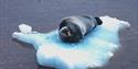 A seal resting on a sheet of ice