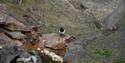 Little auk, sitting on a rock looking in to the camera