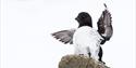 Little auk flapping wings