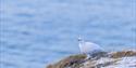 Rock Ptarmigan sitting on dry grass and snow