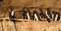 Birds standing on a mountain ledge