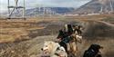 Dogs taking a break on a road