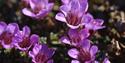 Purple saxifrage (flower) in a field