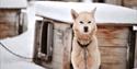 A dog in the dog yard at Trapper's Station