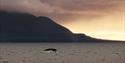 © Visit Svalbard