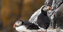 Two puffins on a cliff