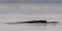 The back of a whale swimming at sea