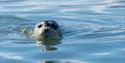 A seal swimming in the sea