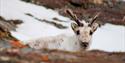 A raindeer looking in the camera with snowcovered ground behind.