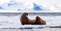 two walruses laying on icefloe