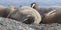 © Visit Svalbard