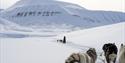 A sled dog team seen at a distance and sled dogs from another team seen in the foreground