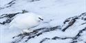 White rock Ptarmigan walking on frozen ground