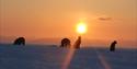 Dogs in silhouette against the sun