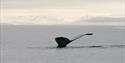 © Visit Svalbard