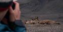 A person in the foreground taking photos of a walrus colony in the background