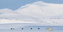 © Visit Svalbard