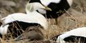Common eiders. Female in front and a couple of males in the background.