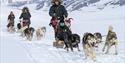 En guide som kjører en hundeslede med en gjest sittende på den. I bakgrunnen følger to hundesleder etter.