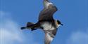 A flying Arctic Skua