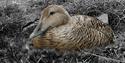 A common eider hatching in the front, a couple of huskies in the background behind a fence.