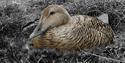 A common eider hatching in the front, a couple of huskies in the background behind a fence.
