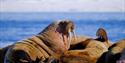 Walruses in a walrus colony with a fjord in the background