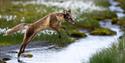 Arctic fox jumping over a stream on the tundra.