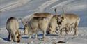 Five reindeers are feeding in a winter landscape with mountains in the background
