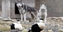 © Visit Svalbard