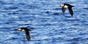 Two puffins flying over a fjord