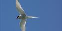 Arctic Tern