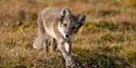 © Visit Svalbard