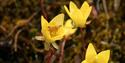 Sulphur-coloured Buttercup.