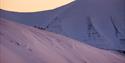 En flokk svalbardrein beveger seg langs en snødekt fjellskråning i solnedgangen.