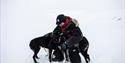 A person cuddling with three dogs