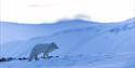 Arctic fox in winterfur, standing on the blue and snowcovered tundra