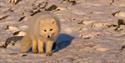 Polarfox walking towards the photographer in sunlight