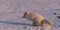 White polarfox in the snow