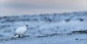 Ptarmigan in wintercoat, sitting on the snow