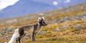 A arctic fox looking with a mountain in the background.