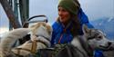 A person crouching in between two sled dogs wearing harnesses