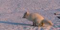 Polarfox in wintercoat squatting on the snow