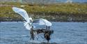 two eiderducks attacking a Glaucous Gull